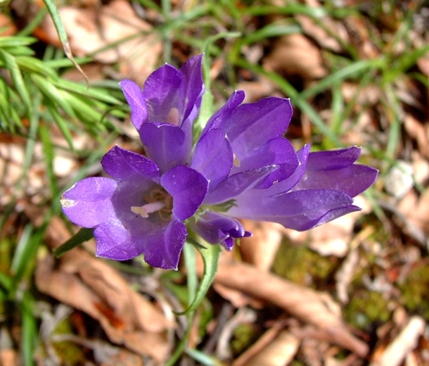 Edraianthus graminifolius / Campanula graminifolia